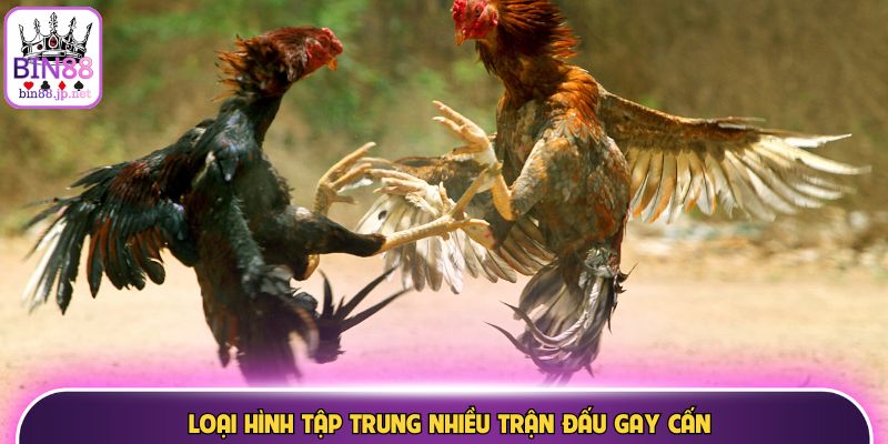 Loại hình tập trung nhiều trận đấu gay cấn