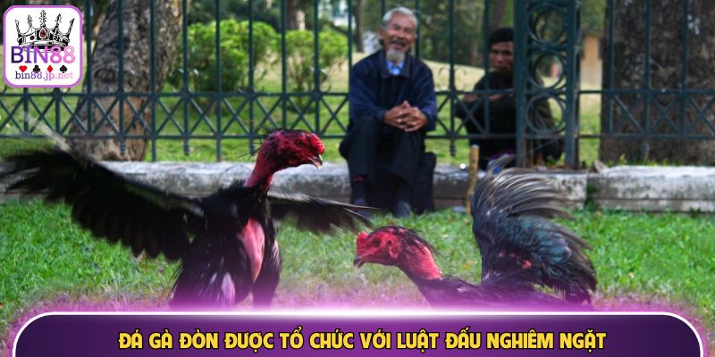 Đá gà đòn được tổ chức với luật đấu nghiêm ngặt