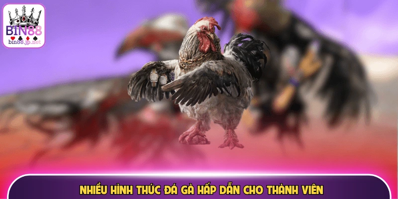 Nhiều hình thức đá gà hấp dẫn cho thành viên