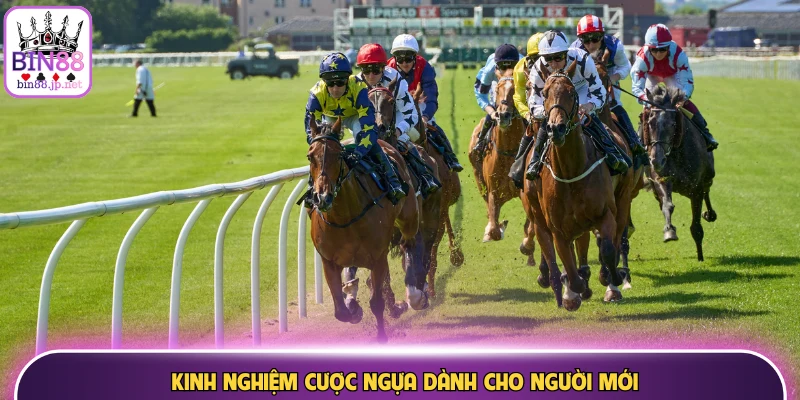 Kinh nghiệm cược ngựa dành cho người mới