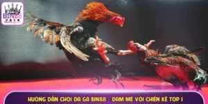 Hướng dẫn chơi đá gà Bin88