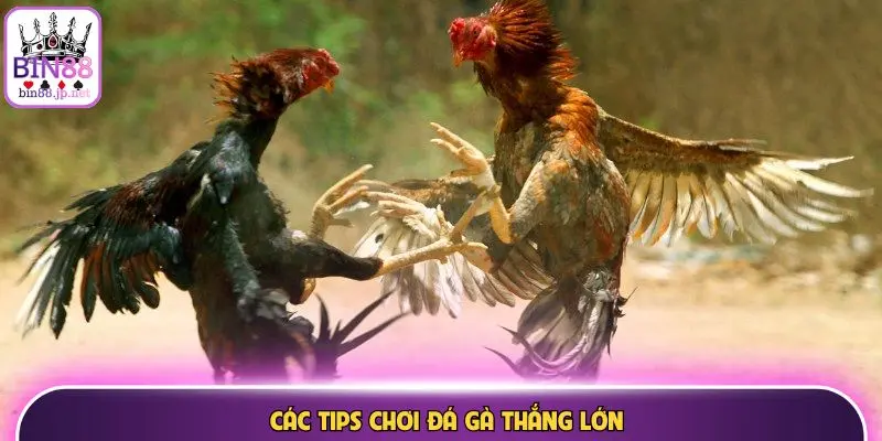 Các tips chơi đá gà thắng lớn
