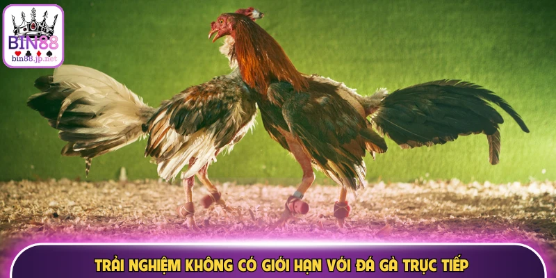 bin88 da ga truc tiep